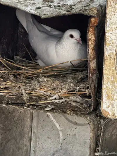 حمام مشكل عادي. ومقنزع وقلابي 7