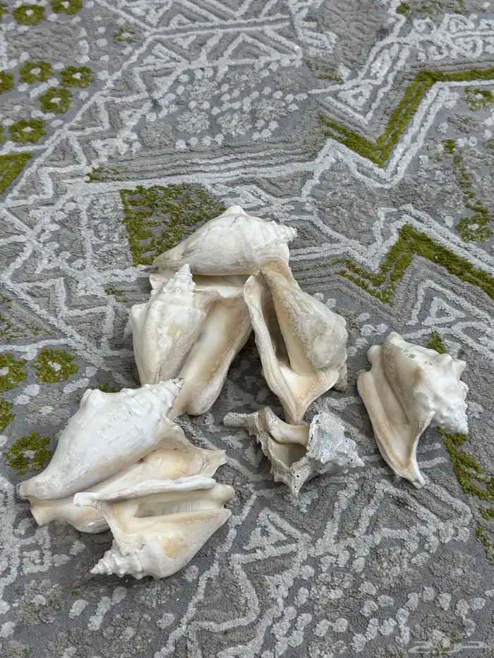 صدف حجم كبير لي تحف 6