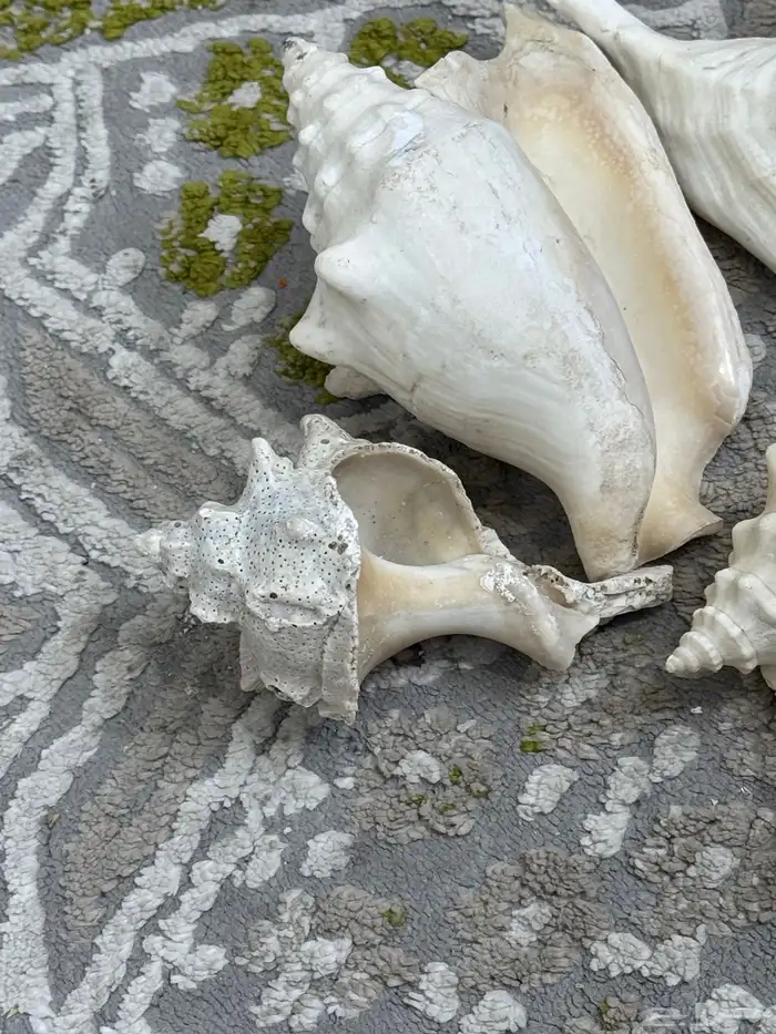 صدف حجم كبير لي تحف 2