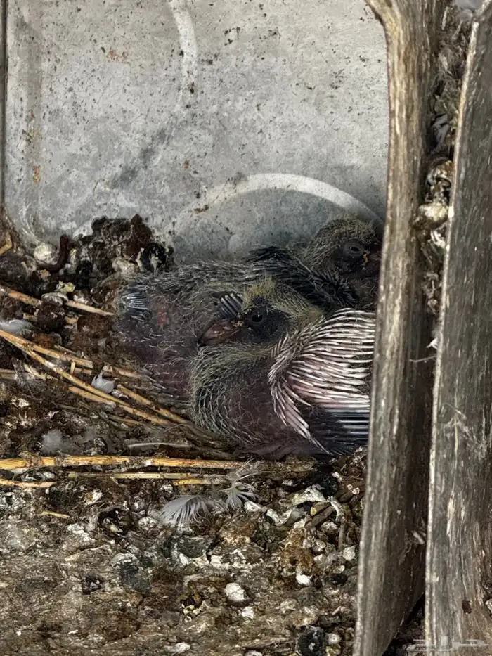 حمام مشكل عادي. ومقنزع وقلابي 4