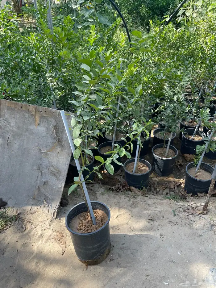 شتلات لومي قطيفي 4