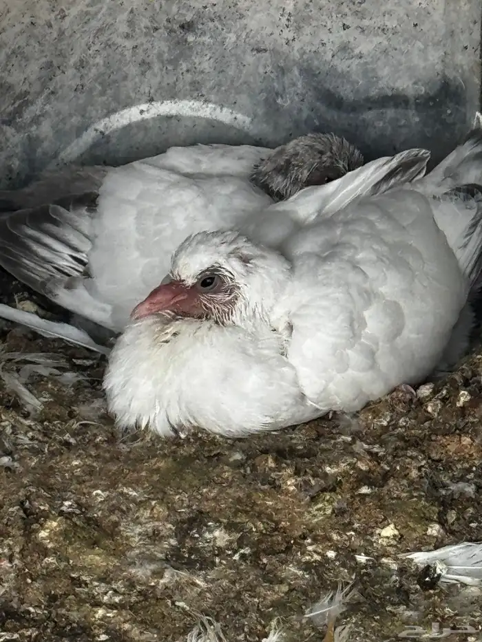 حمام مشكل عادي. ومقنزع وقلابي 6