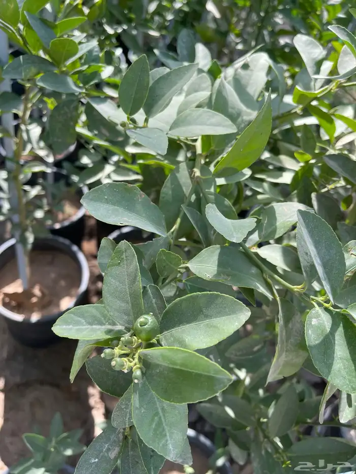 شتلات لومي قطيفي 3