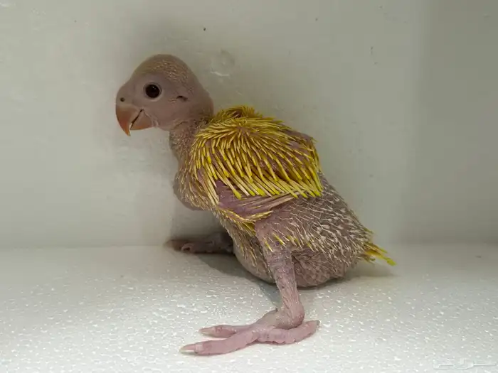 فروخ ببغاء درة لاتينو و ألبينو 2