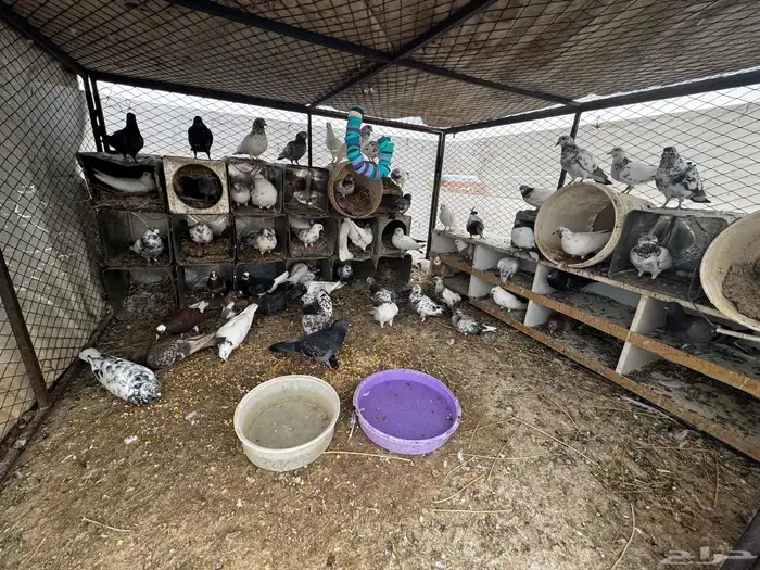 حمام مشكل عادي. ومقنزع وقلابي 3