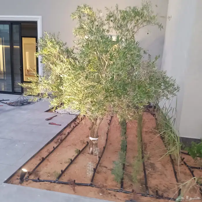تنسيق حدائق 0