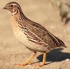 بط سمان سلاحف ارانب سلاحفه بطه علف بياض اراسكو اكل حمام 11