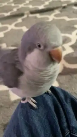 كويكر ضايع بمحمديه 0