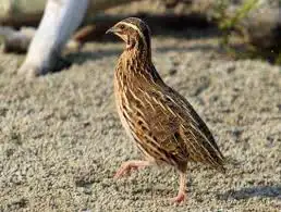 بط سمان سلاحف ارانب سلاحفه بطه علف بياض اراسكو اكل حمام 3