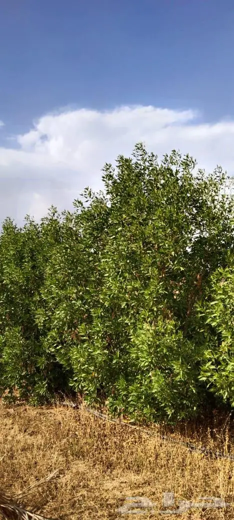 مزرعه الاثاث 14