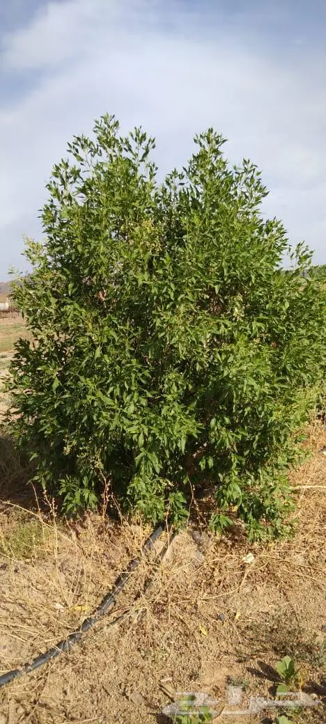 مزرعه الاثاث 4