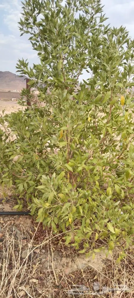 مزرعه الاثاث 13
