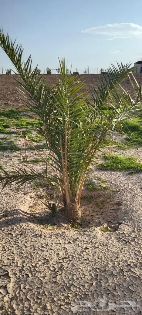 مزرعه الاثاث 6