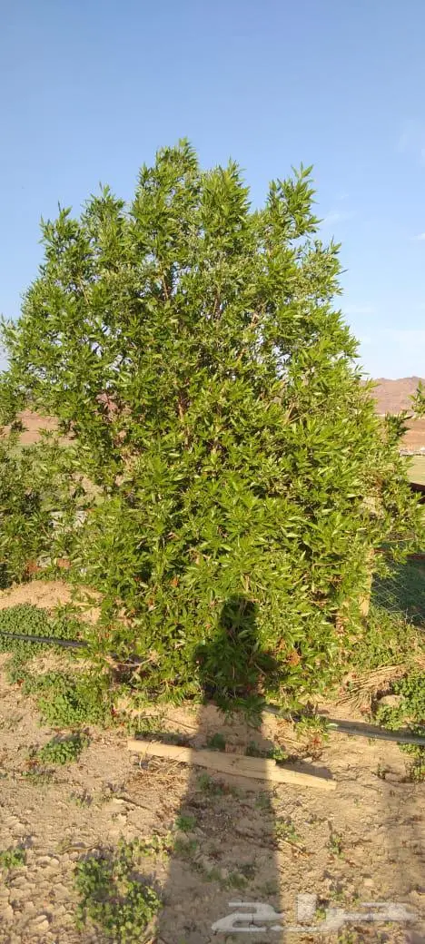 مزرعه الاثاث 10