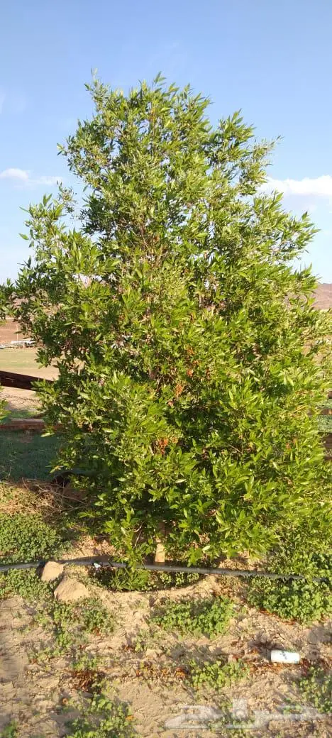 مزرعه الاثاث 9