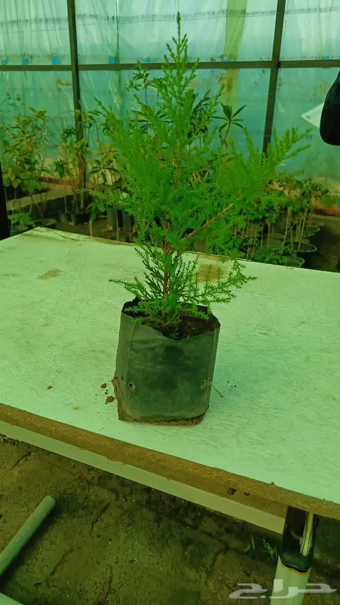 سرو عطري 2