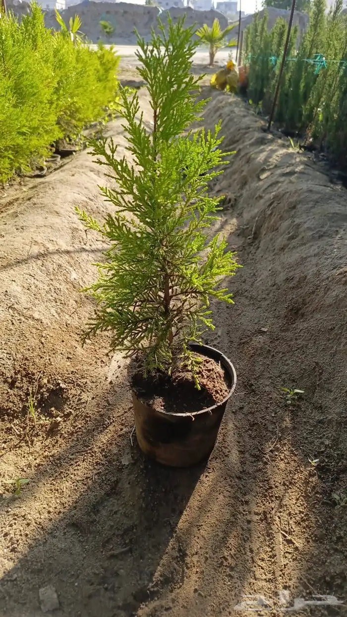 سرو عطري 4
