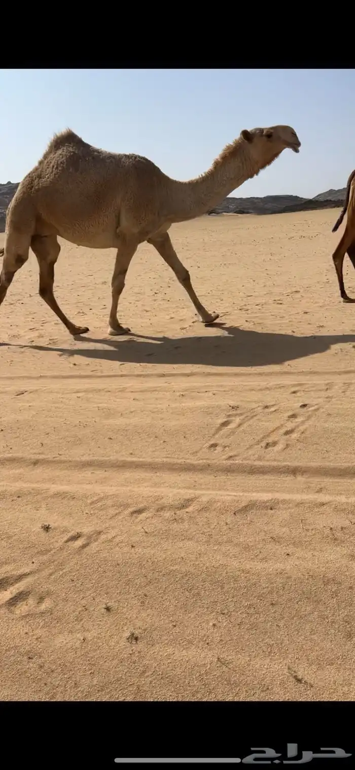 البيع بكره لقحه كفوو 0