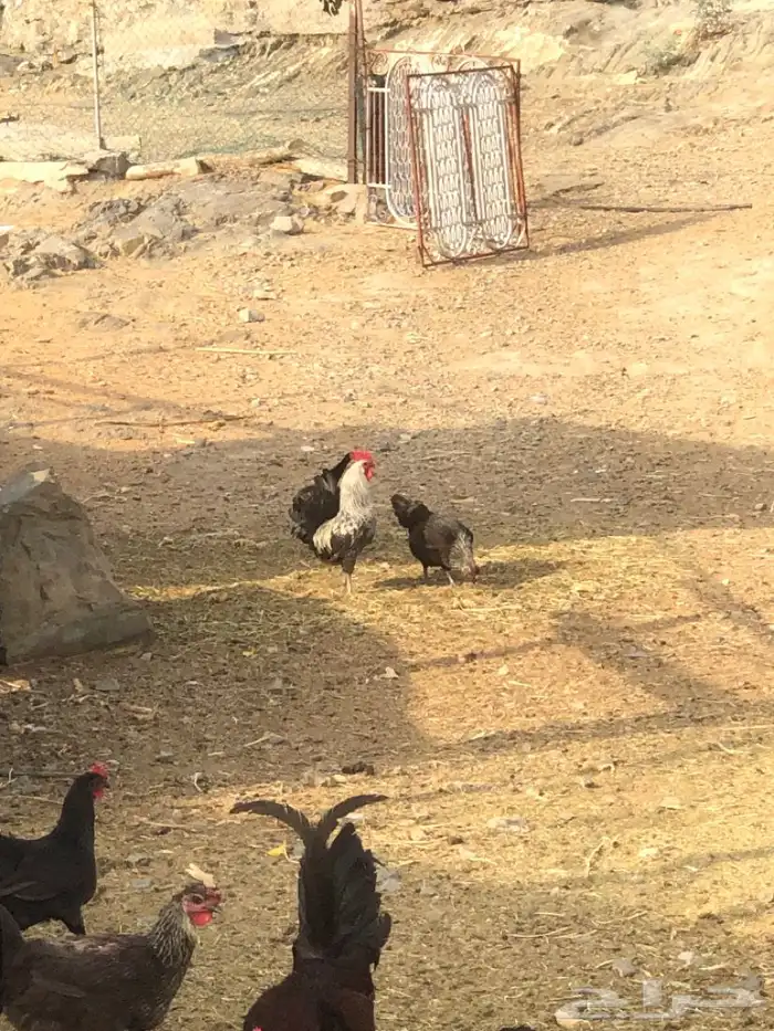 دجاج و ديوك فيومي و بلدي 13
