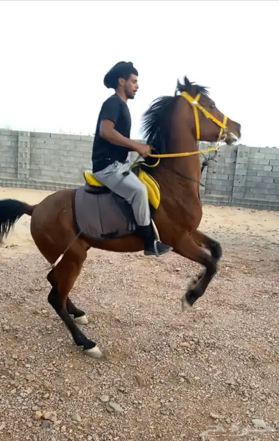 خيل 0