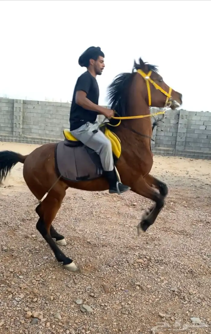 خيل 0