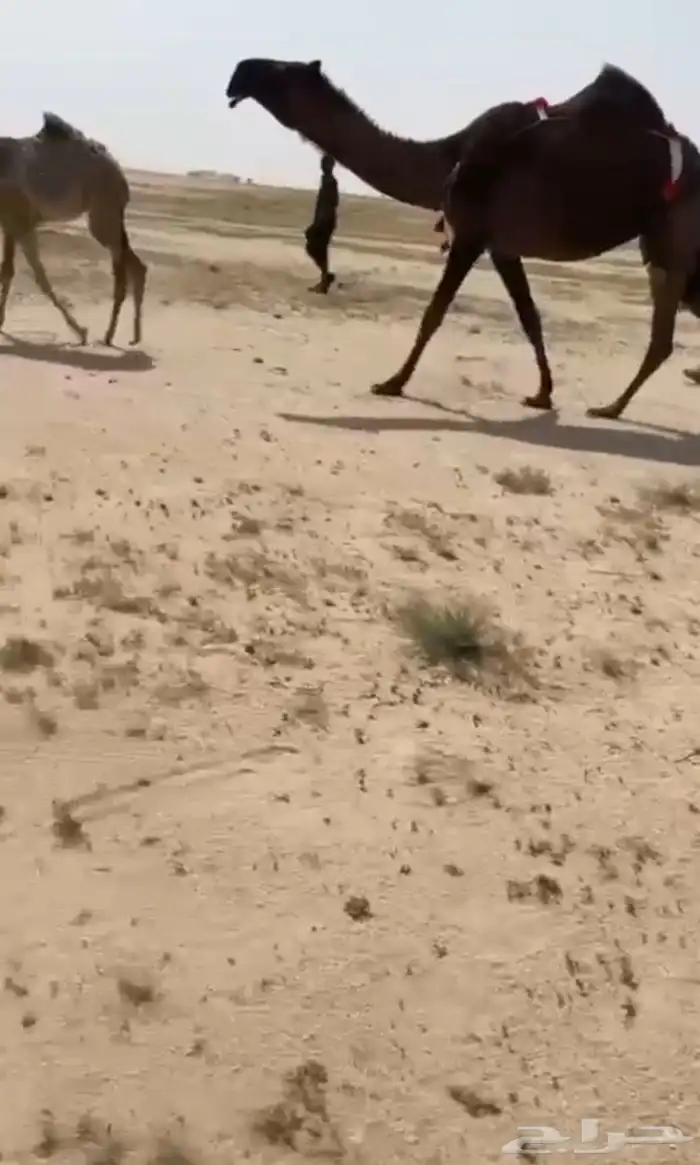 البيع خلفه صفرا كفوو 2