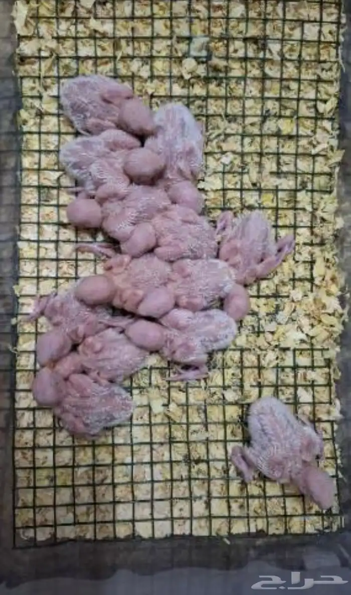 فروخ روز تحت رعايت أهليهم 0