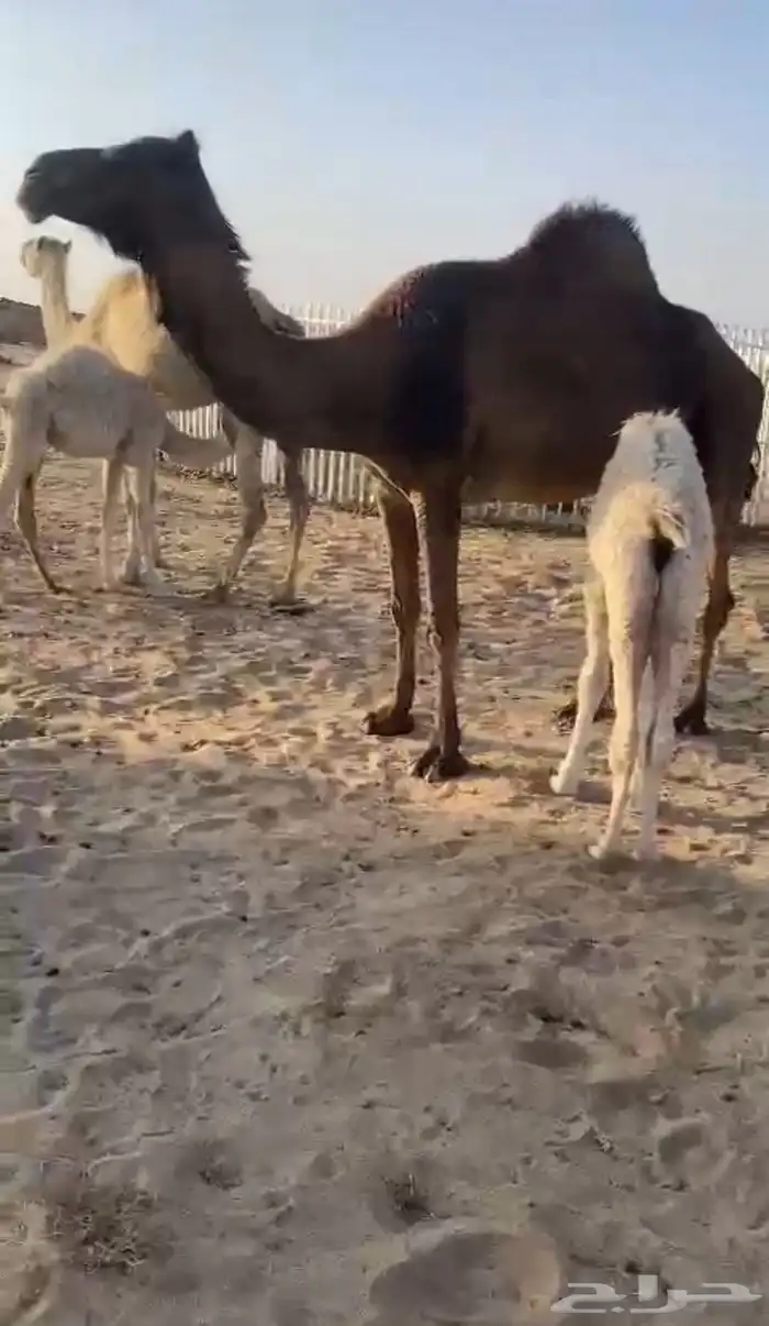 خلفه تحتها بكره كفو حليبها واجد 0