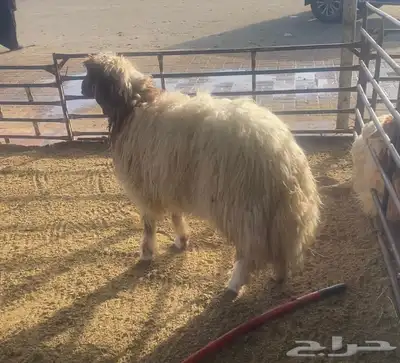 مشالله ذبايح نعيم فاخره 0