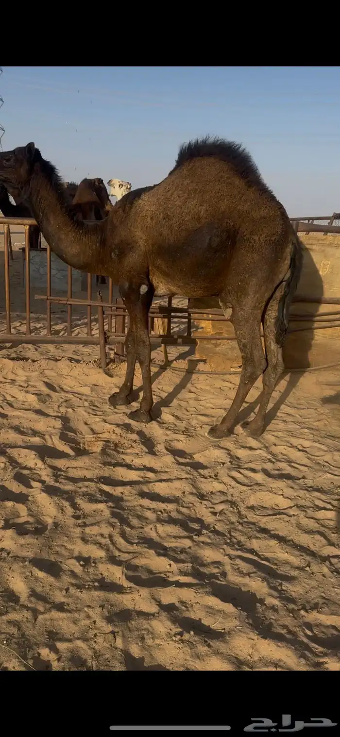 قعود كفووو للبيع رقم الجوآل 2