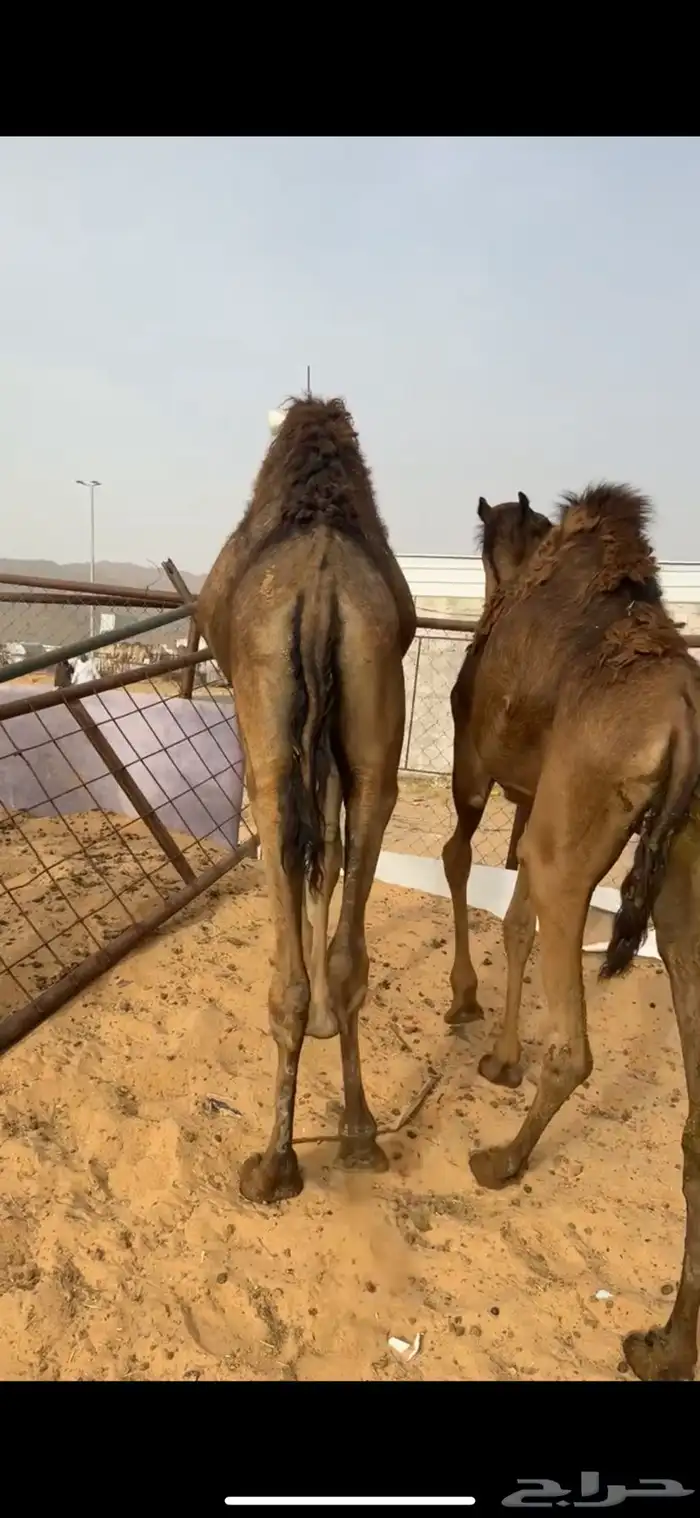 قعدان مفاريد كفو للبيع 4
