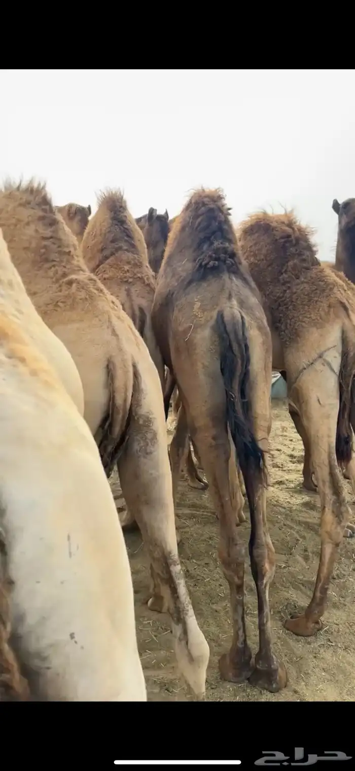 قعدان مفاريد كفو للبيع 1