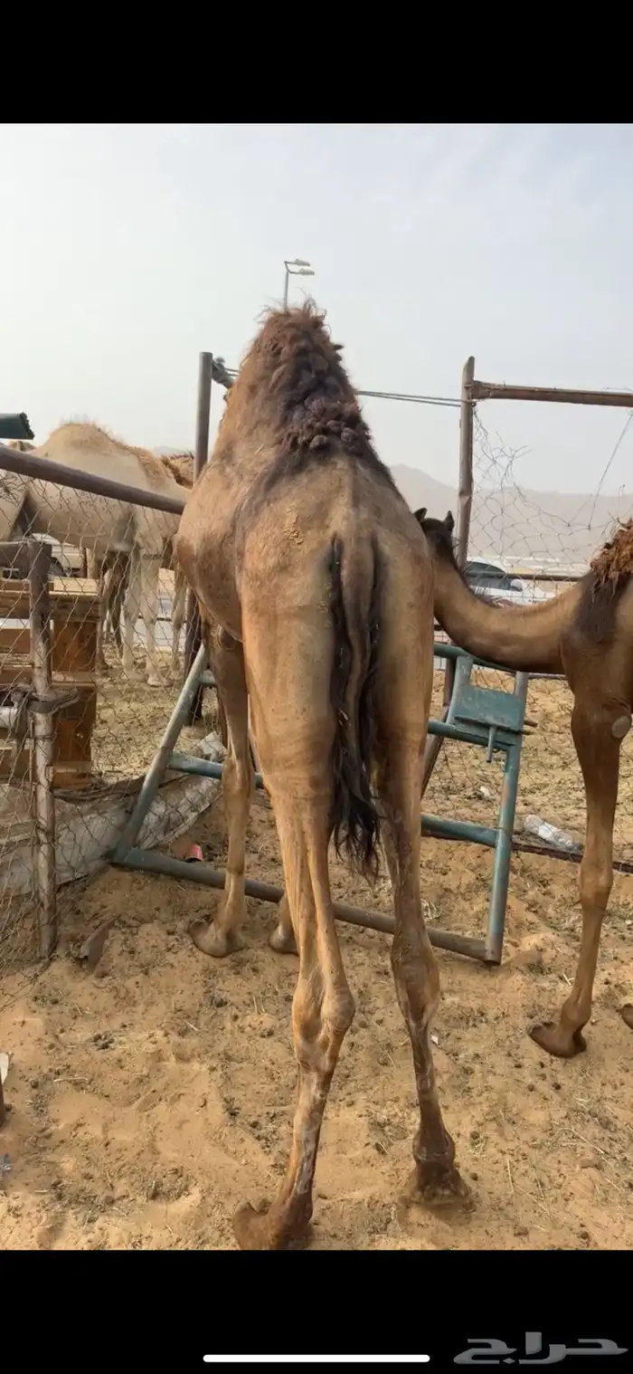 قعدان مفاريد كفو للبيع 2