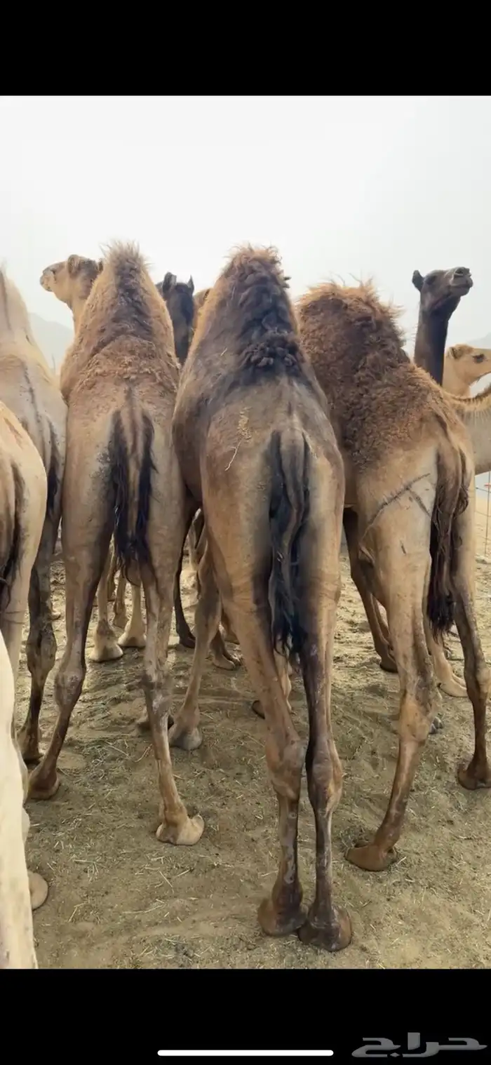 قعدان مفاريد كفو للبيع 0