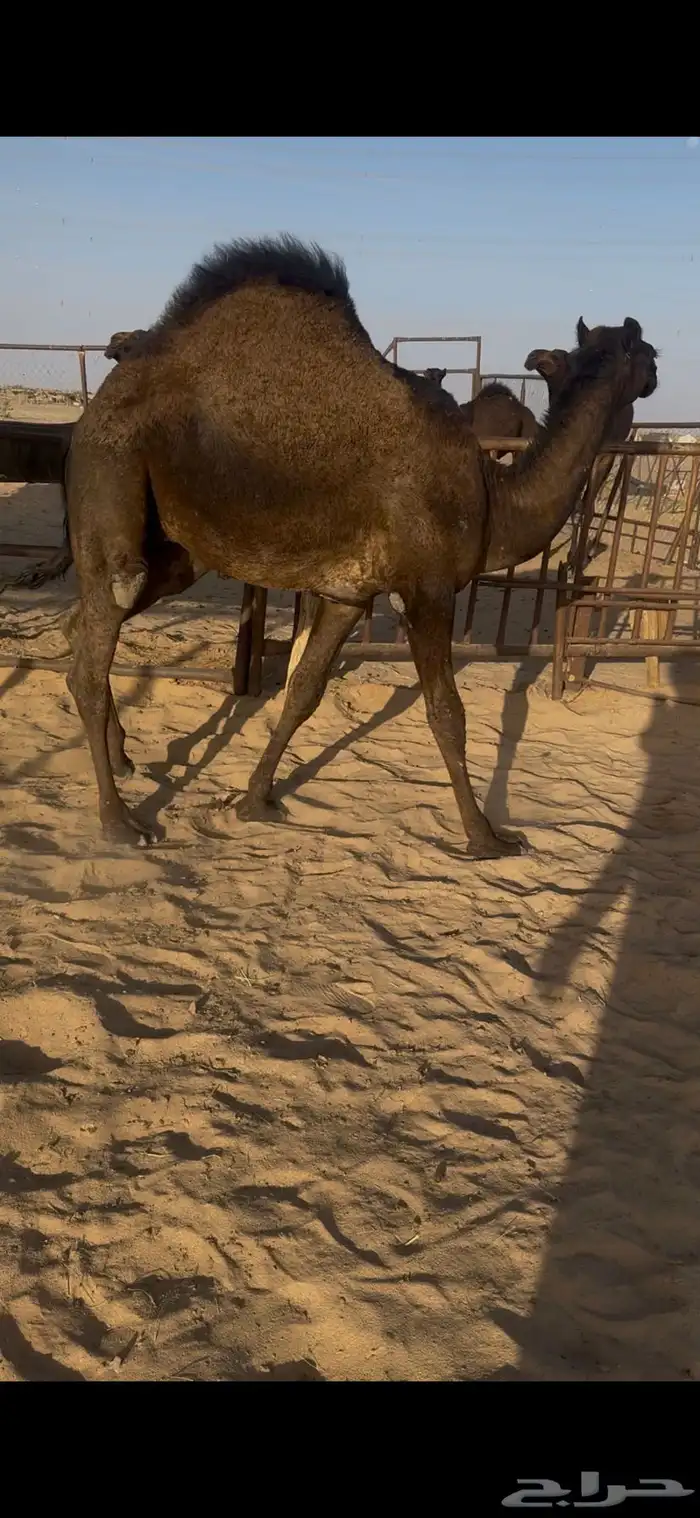 قعود كفووو للبيع رقم الجوآل 0