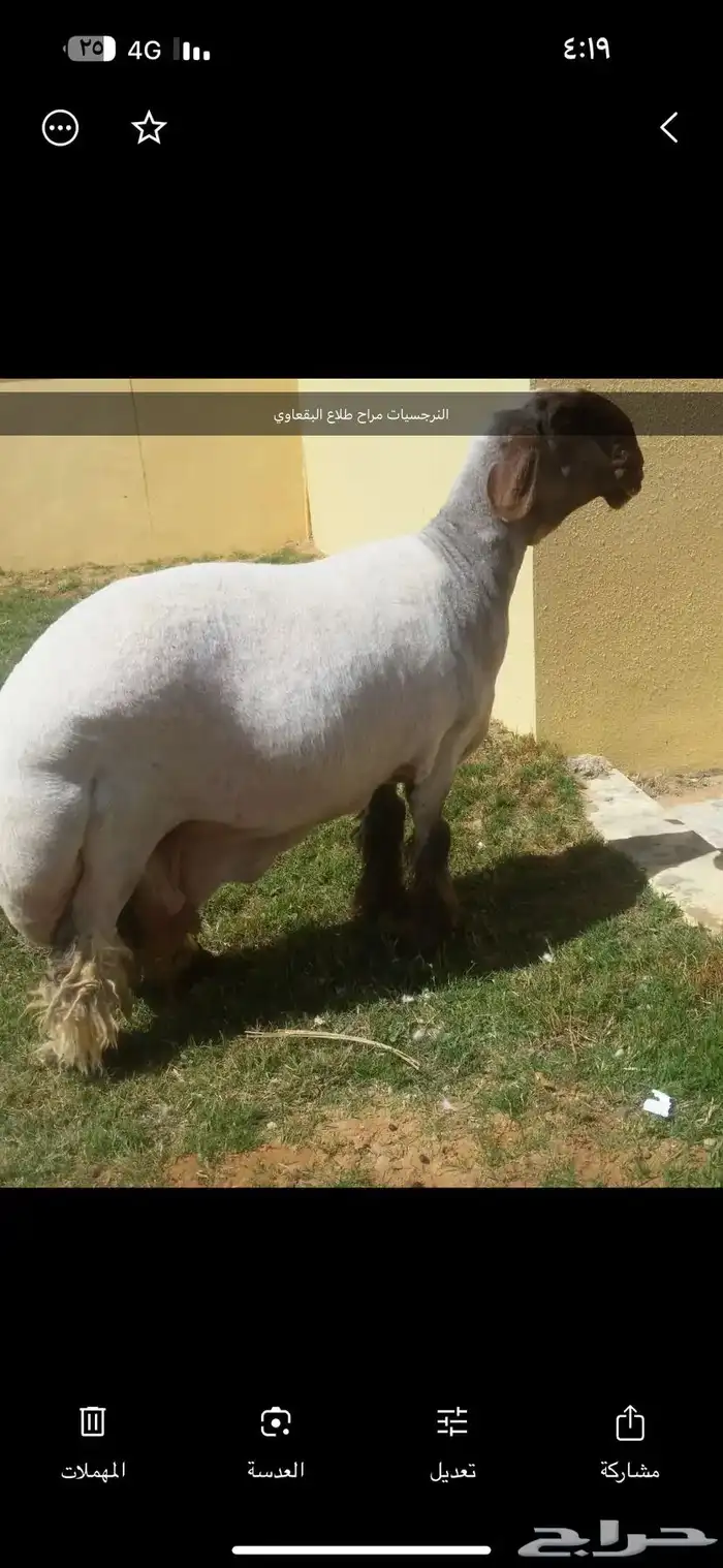 نعيم صنف 0