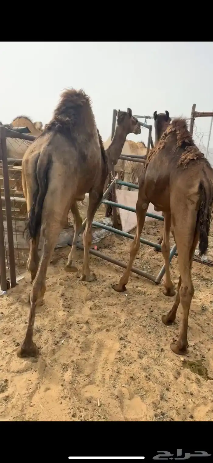 قعدان مفاريد كفو للبيع 5