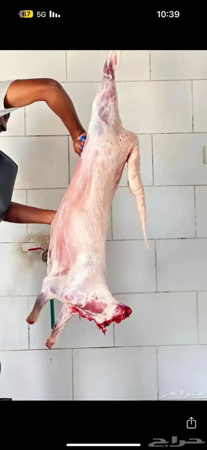 للبيع طليان ذبايح بريه مع خدمة الذبح والتوصيل التكيس وتغليف 11