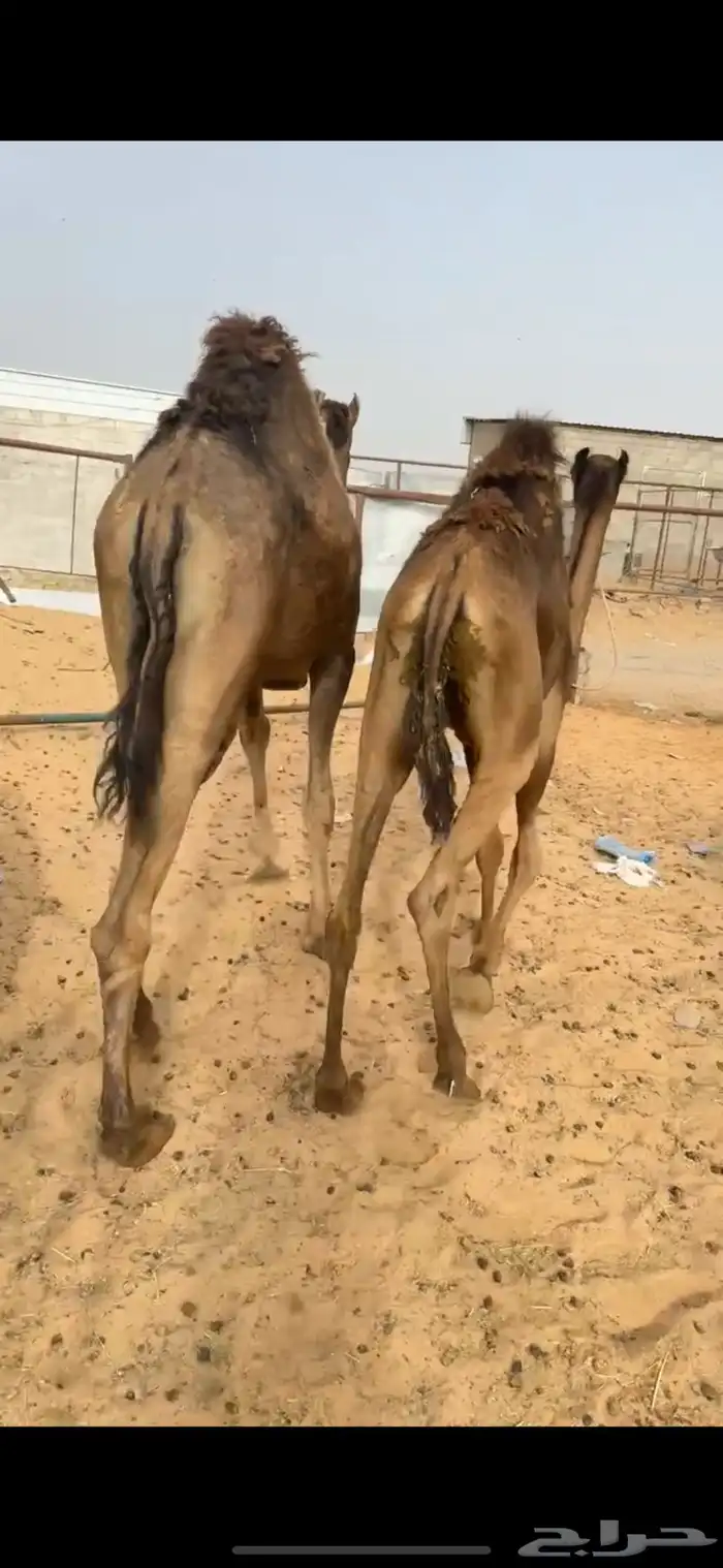 قعدان مفاريد كفو للبيع 3
