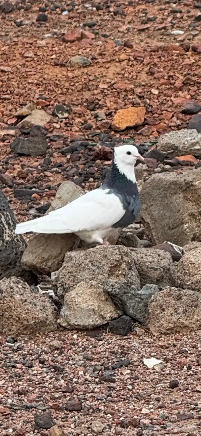 حمام مشكل عادي. ومقنزع وقلابي 0