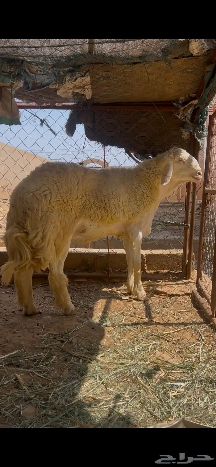 مشروع فحل فاخر ابرص تمم البييع 1
