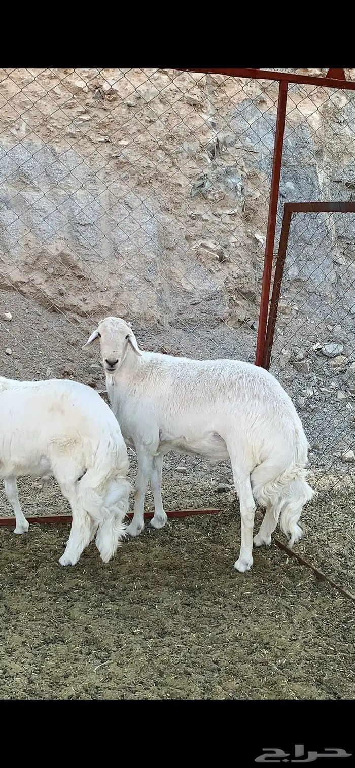 خروفين فحول كفو ( تم البيع ) 1