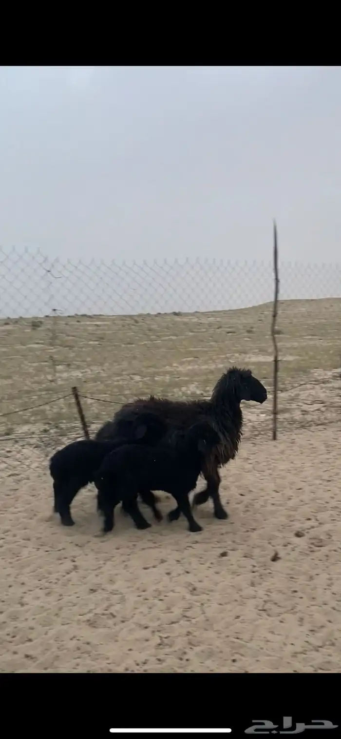 تمم البيع 0