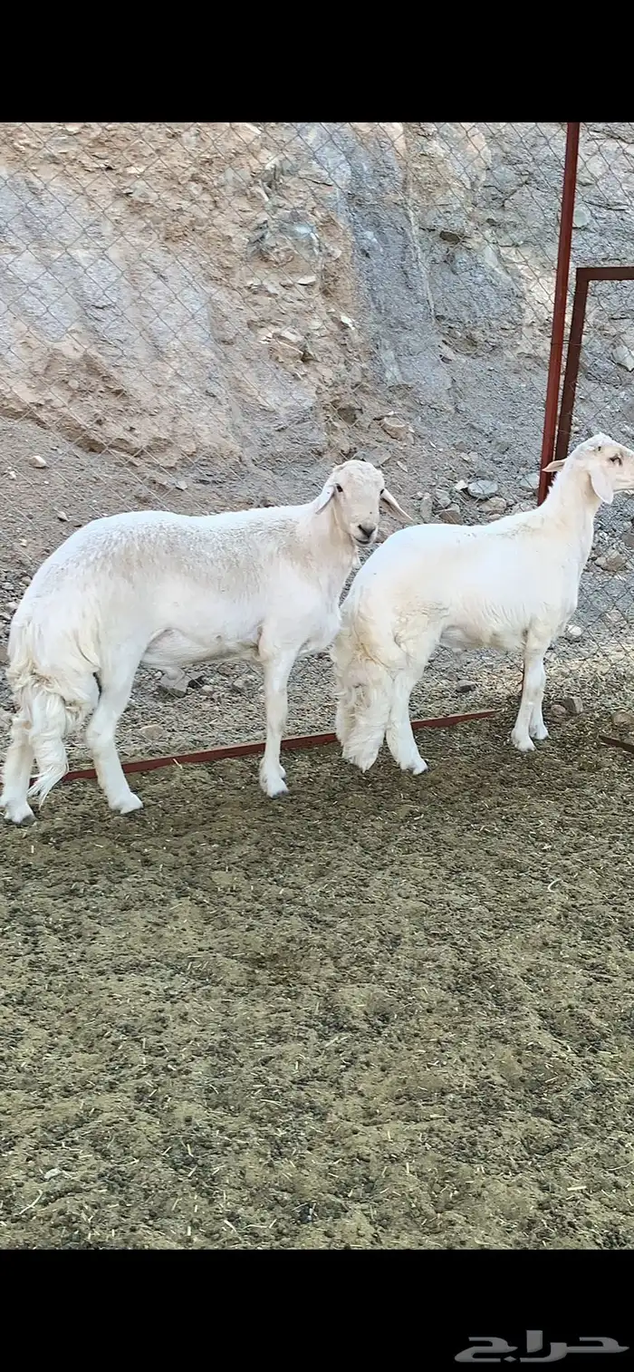 خروفين فحول كفو ( تم البيع ) 2