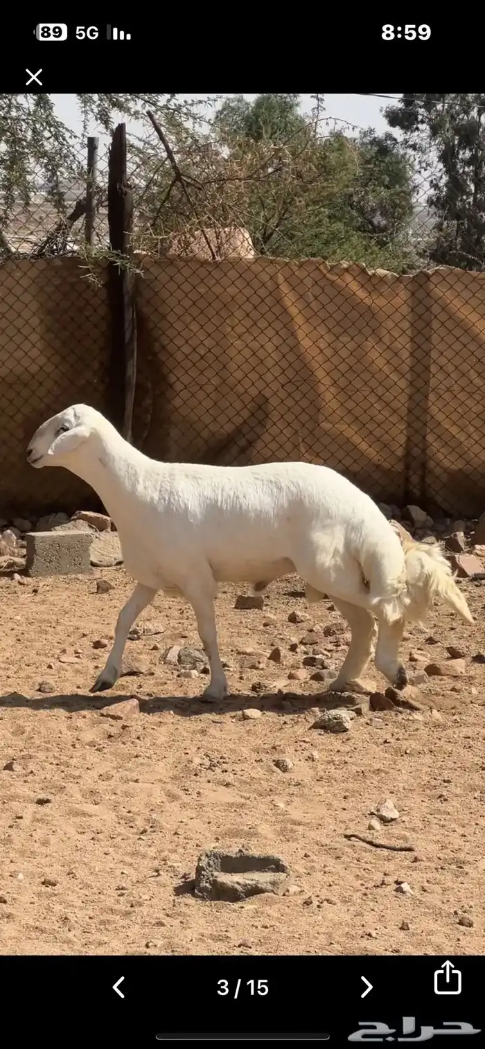 ذبايح حريه خرفان غنم شهران مع السلخ والتوصيل 3