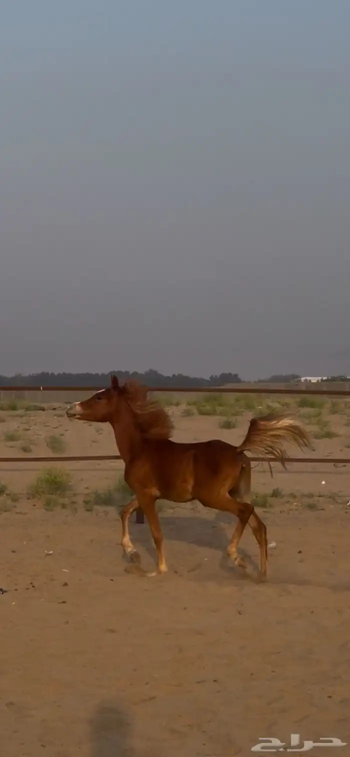 مهره شعبيه تم البيع 1