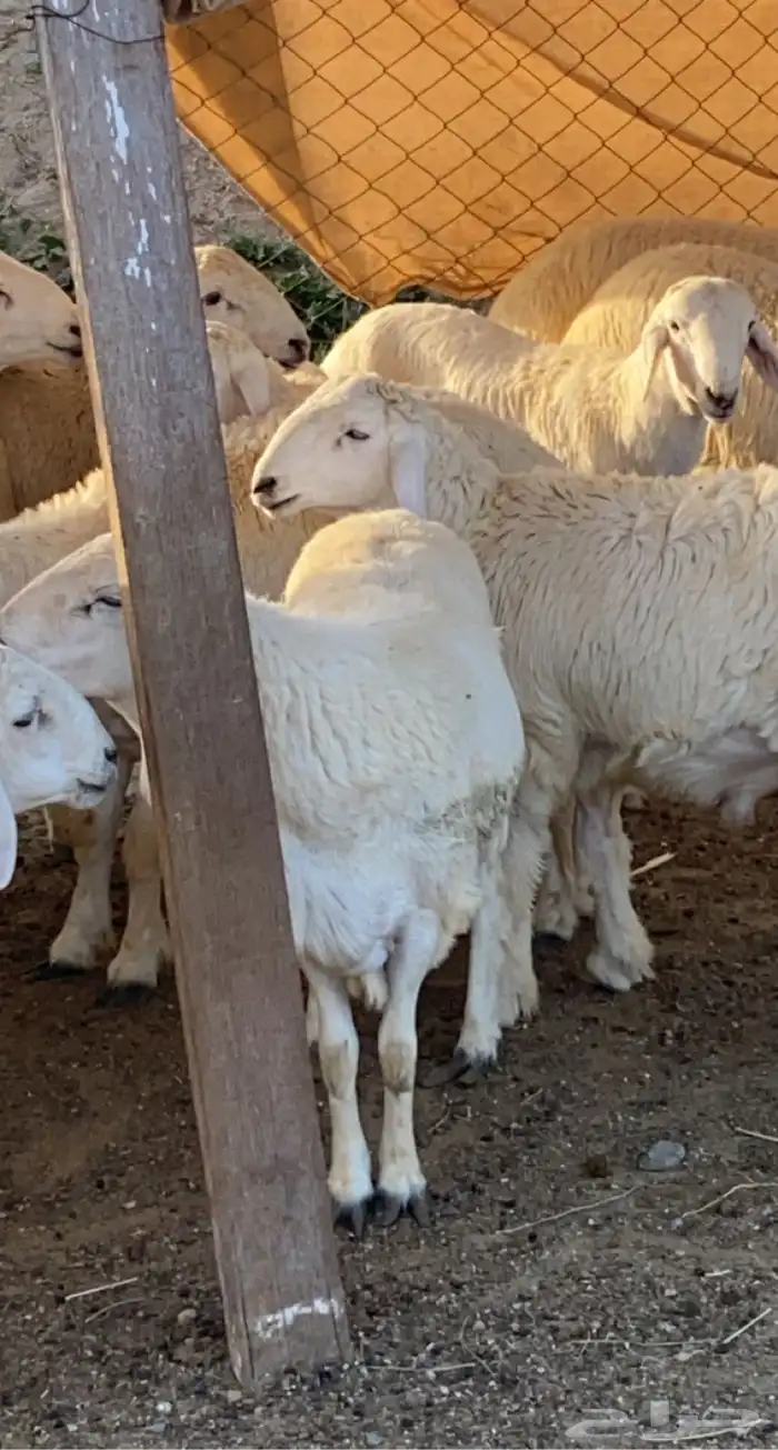ذبايح حري وسواكني وتيوس حنيذ ومندي وعربي وكابلي وذبح وتوصيل 2