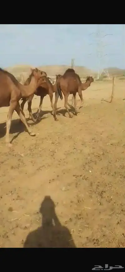 جمل احمر غامق دهام 1