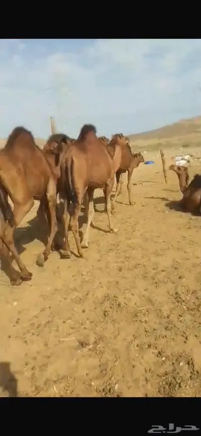 جمل احمر غامق دهام 3