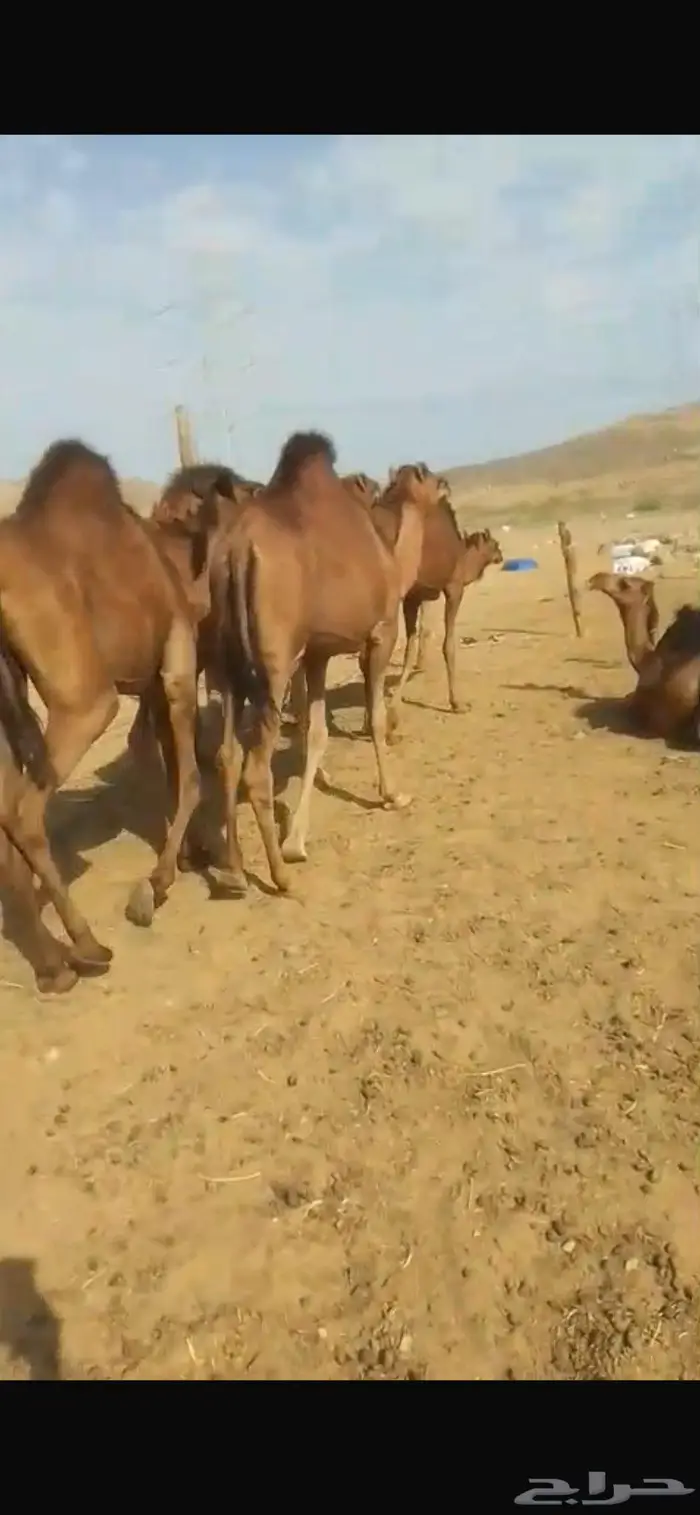 جمل احمر غامق دهام 3